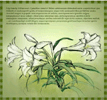 Lilies